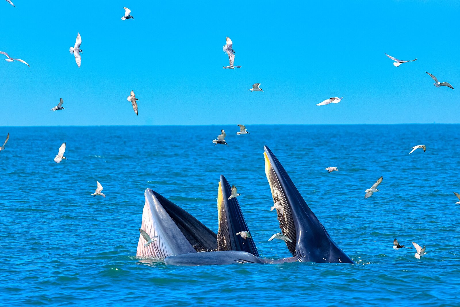 A Bryde's whale surfacing