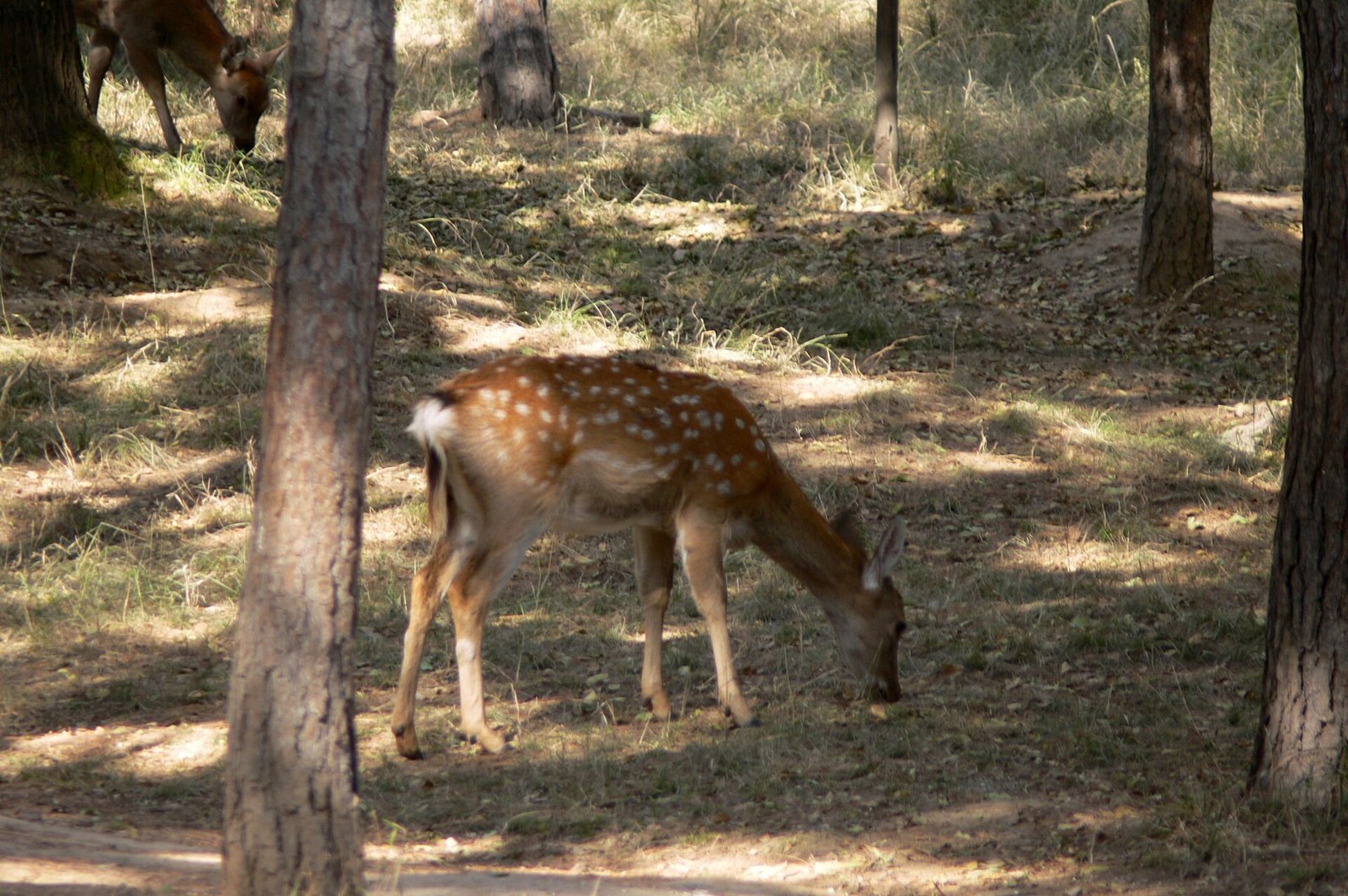 Chengde Mountain Resort: Imperial Autumn Beyond the Wall 9 Spotted deer grazing among pine trees in the plain area of Chengde Mountain Resort