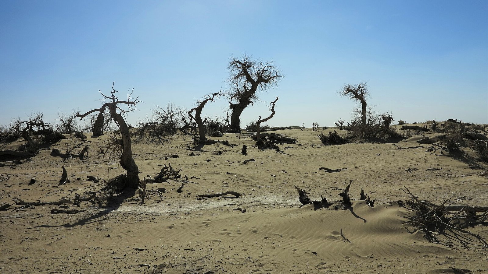 Dead Euphrates poplars standing in sand at the Ghost Forest near Khara Khoto in Ejina Banner