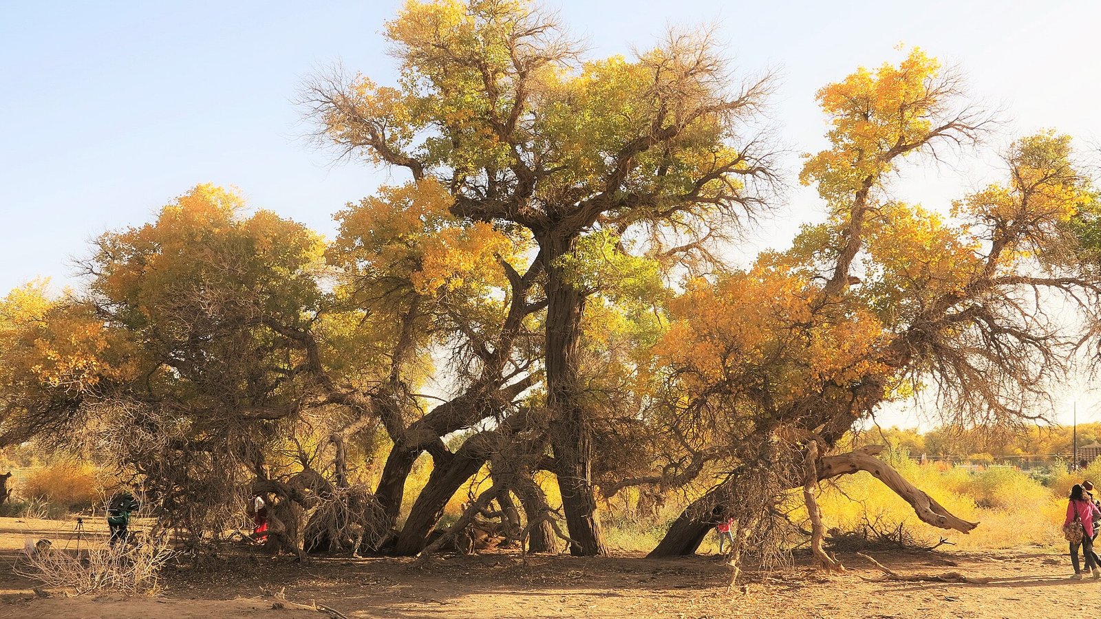 Ejina poplar forest in autumn, with gnarled golden poplar trunks and yellow canopy above bare sand
