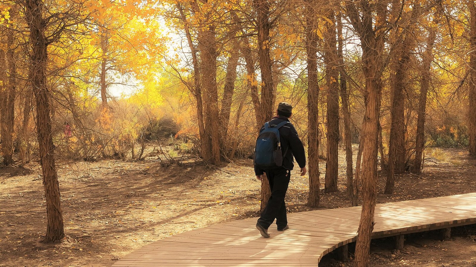 Visitor walking a timber boardwalk beneath a golden poplar canopy in Ejina, Inner Mongolia