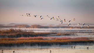 Siberian cranes lifting off misty mudflats at Poyang Lake, Jiangxi, at dawn in November