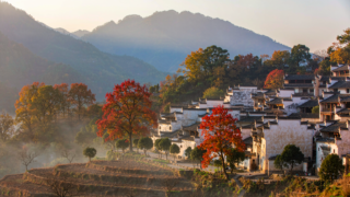 Tachuan autumn village in Anhui at sunrise with crimson tallow trees above white Huizhou houses