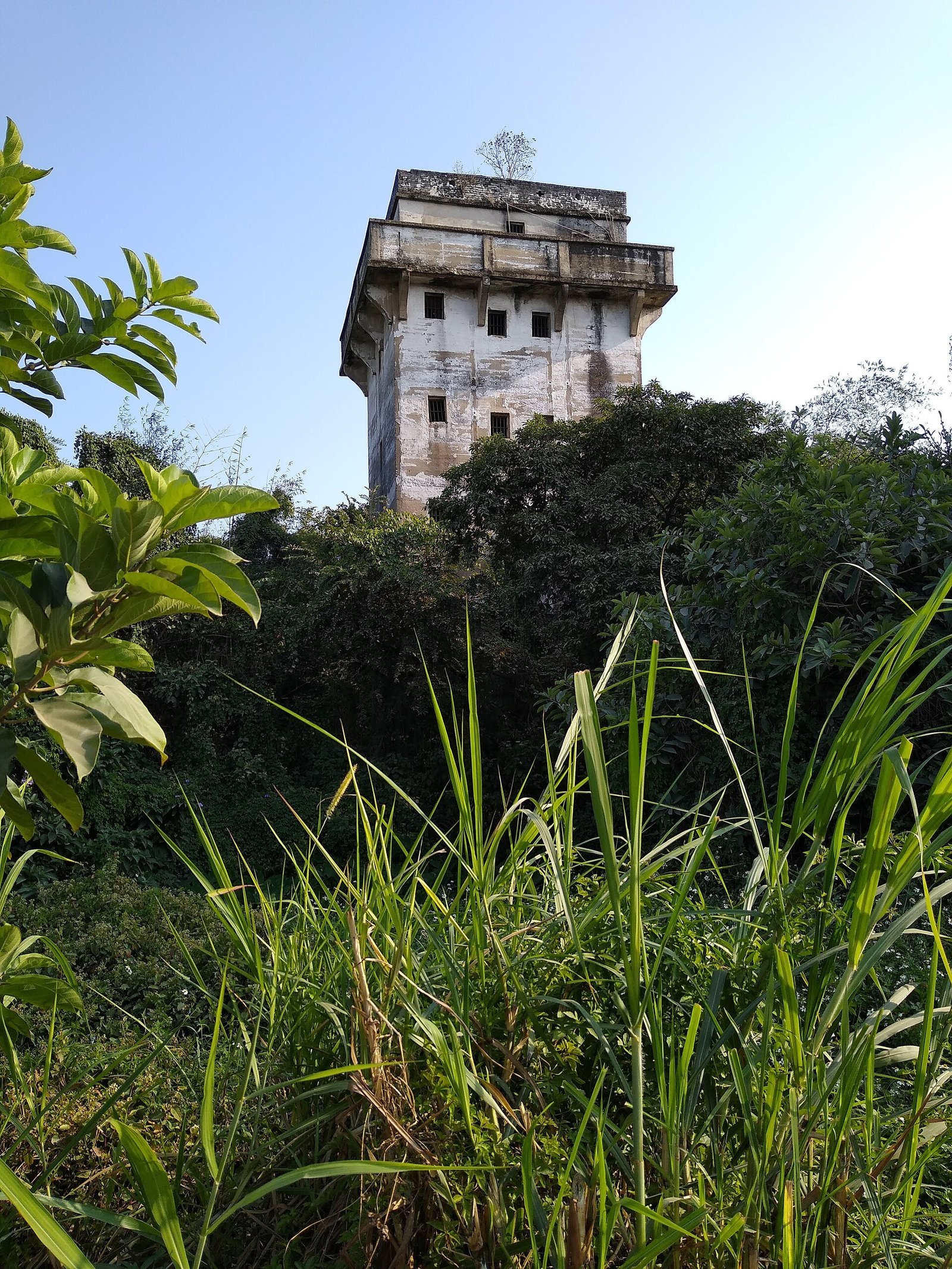 An abandoned diaolou tower rising above overgrown vegetation in Kaiping
