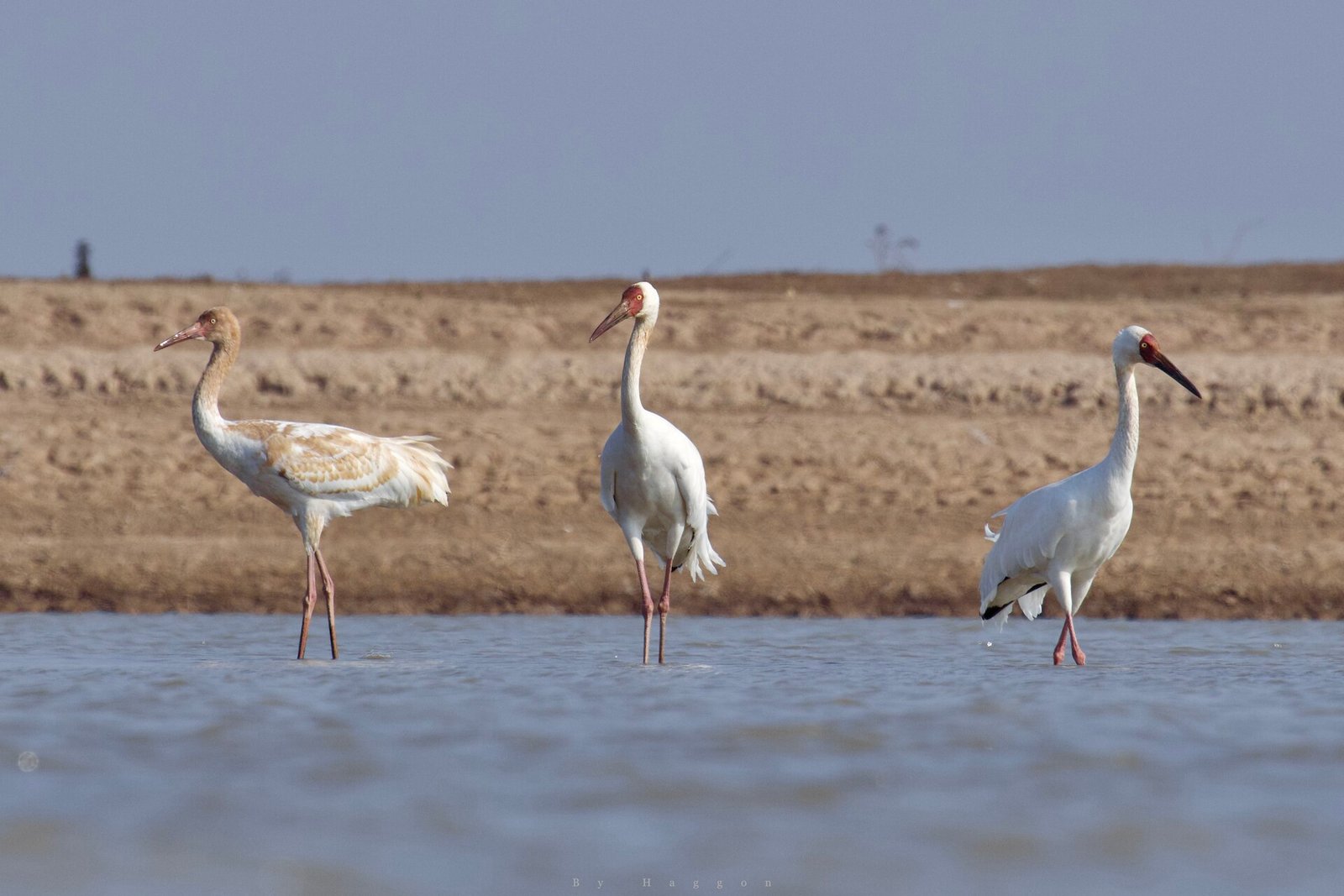 Poyang Lake in November: China's Winter Bird Airport 3 Two adult Siberian cranes and one juvenile standing in shallow water at Poyang Lake, Jiangxi