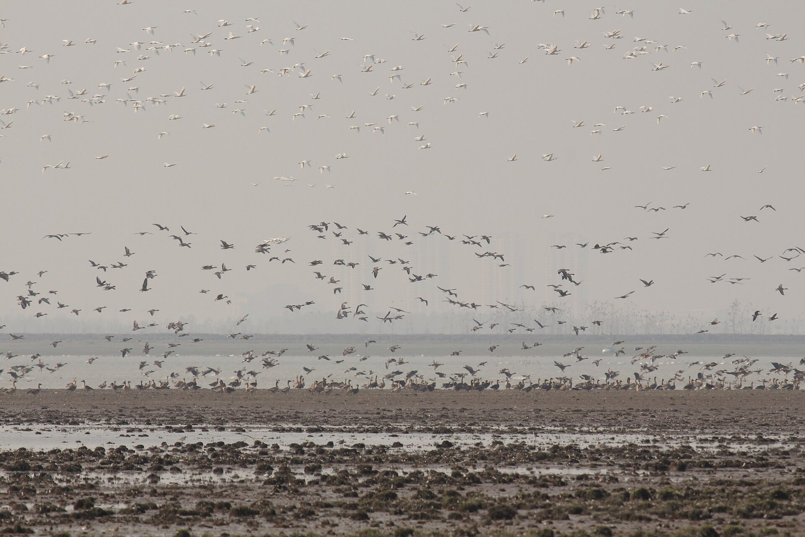Poyang Lake in November: China's Winter Bird Airport 1 Poyang Lake birdwatching at Dahuachi: rafts of geese, swans and cranes lifting off the mudflats in Jiangxi