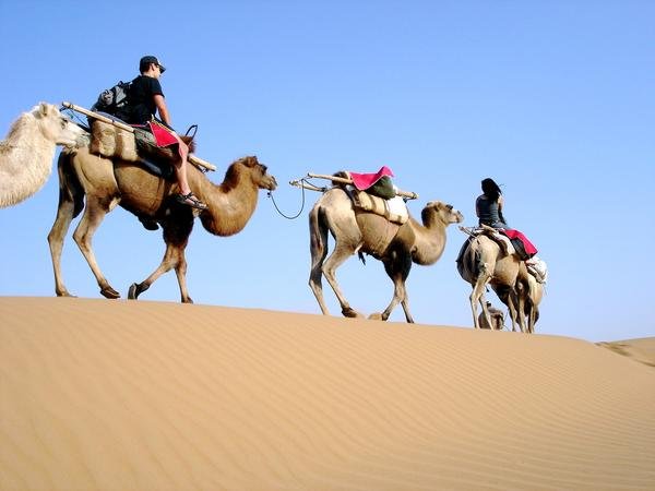 Camel train crossing a Tengger Desert dune under a clear blue sky at Shapotou