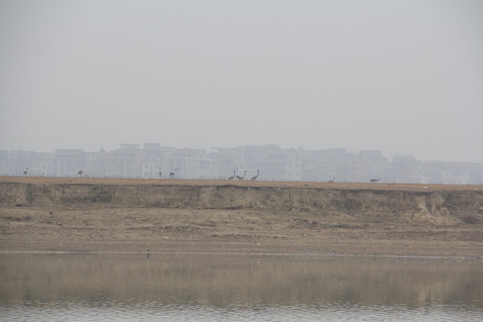 Poyang Lake in November: China's Winter Bird Airport 5 Siberian cranes feeding on a far bank of Poyang Lake with a town skyline behind them in the haze