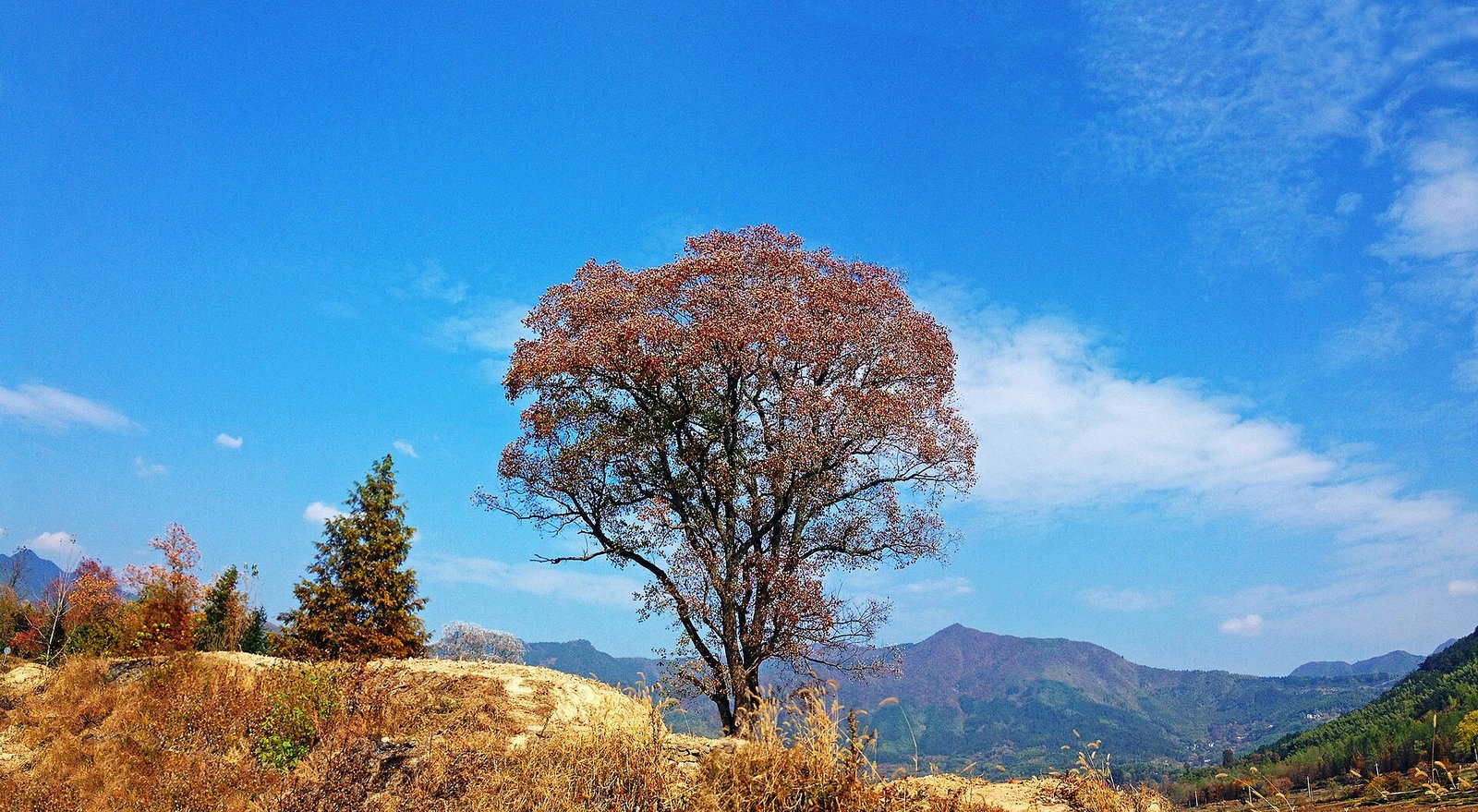 A single crimson tallow tree above dry autumn fields near Tachuan village in Anhui