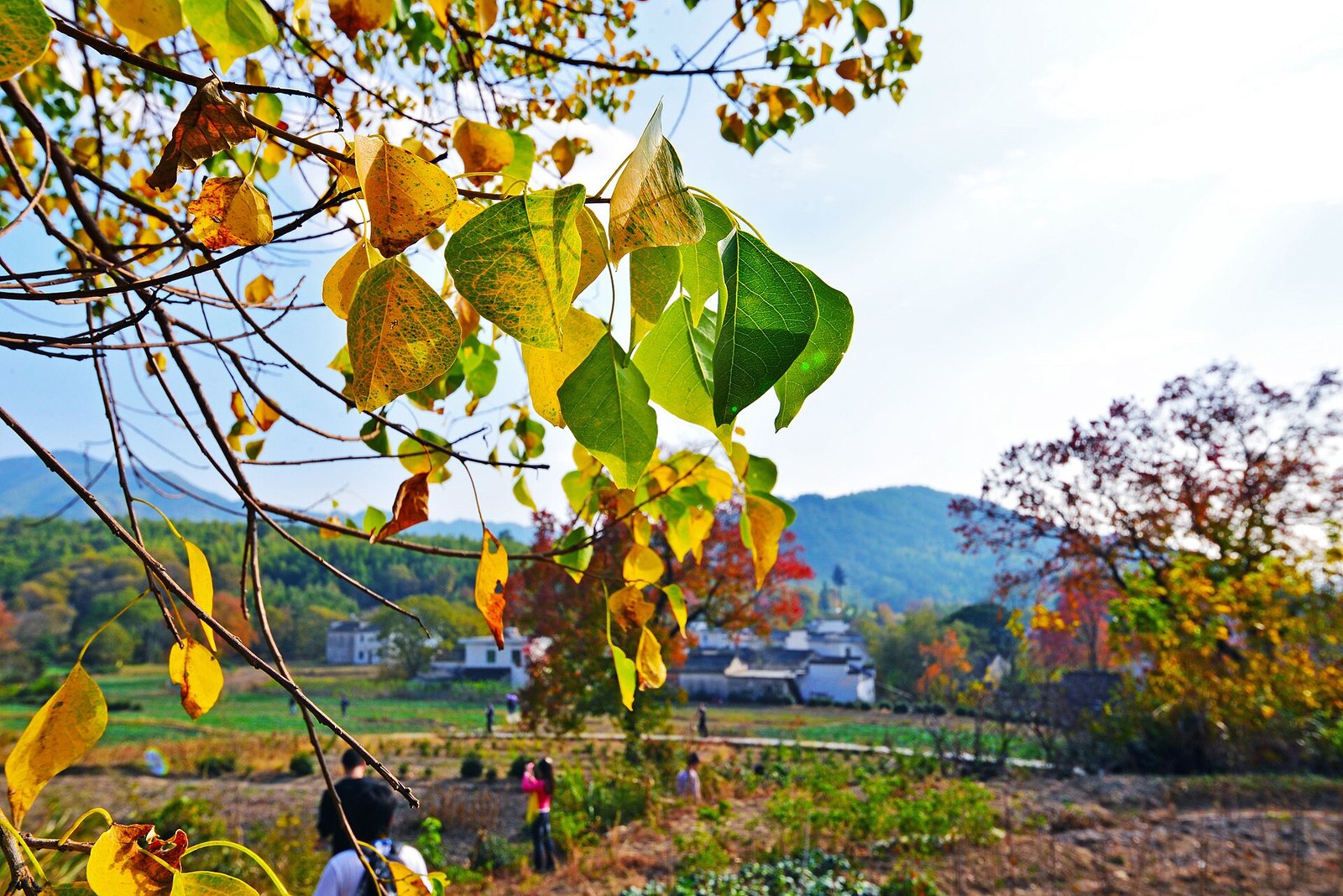 Chinese tallow leaves turning yellow and green above terraced fields in Tachuan, Anhui