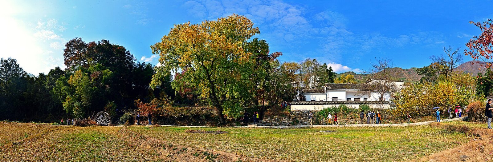 White-walled Huizhou house and a golden tallow tree at the entrance to Tachuan village