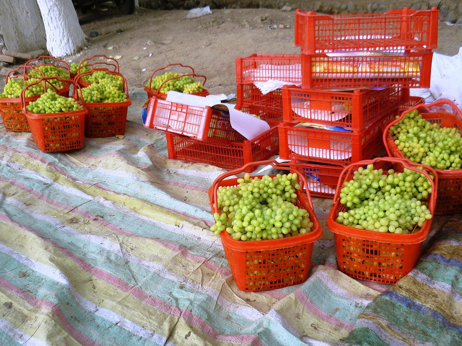 Baskets of white seedless grapes for sale at a market stall in Turpan, Xinjiang