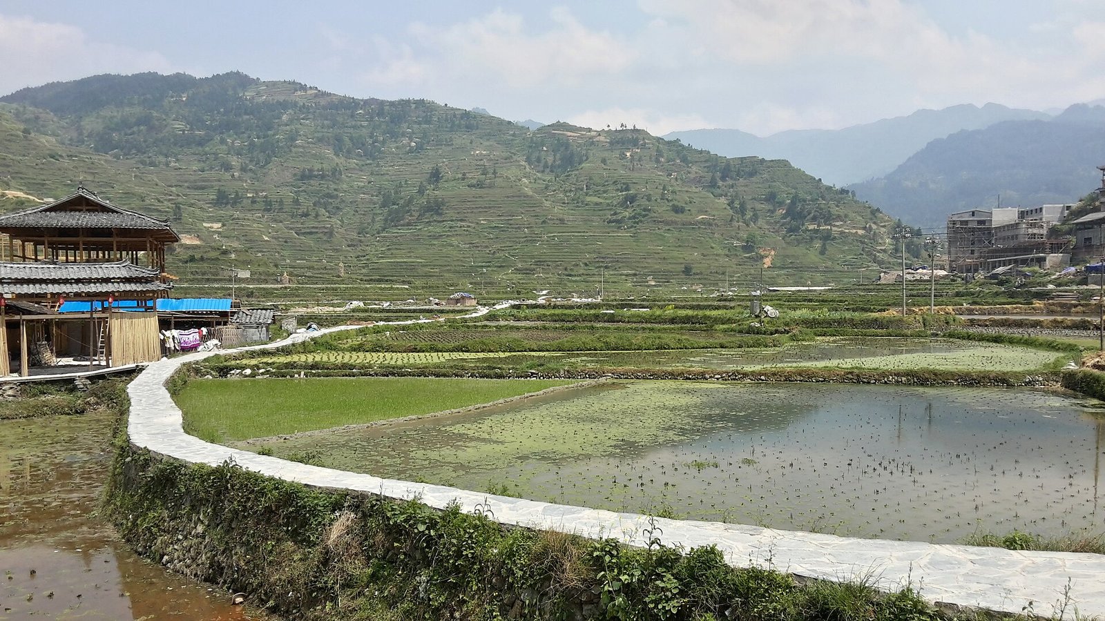 Xijiang: A Thousand Miao Households Lit Up at Dusk 5 Rice terraces below Xijiang Miao Village seen from the farmland viewpoint